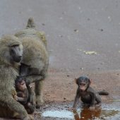  Ngorongoro Crater, TZ